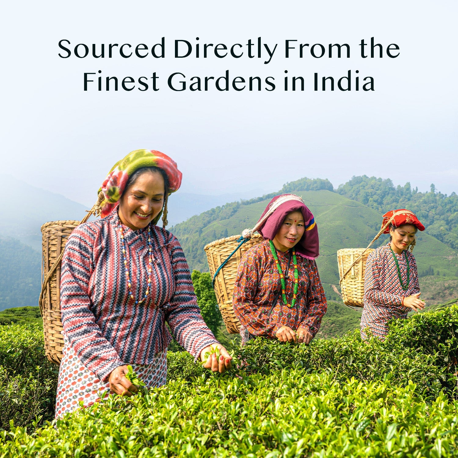 2025 Giddapahar Classic Darjeeling Second Flush Black Tea DJ 74/2025